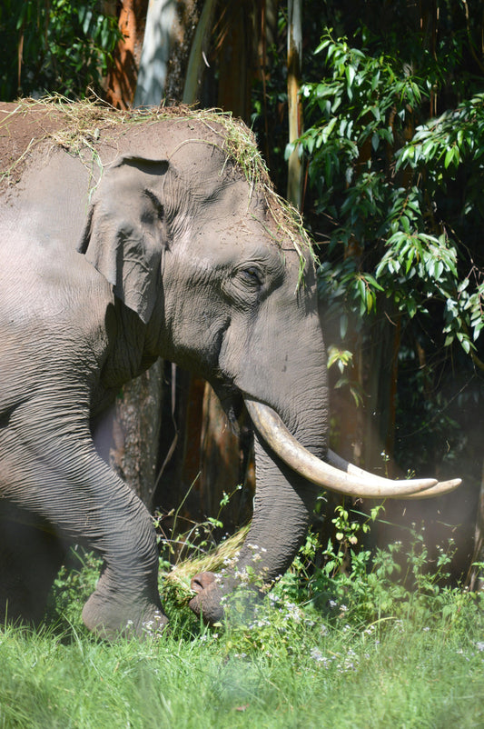 Kerala Wildlife & Adventure Tour
